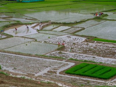 देशभर एक लाख ३७ हजार हेक्टर जमिन रोपाइँ