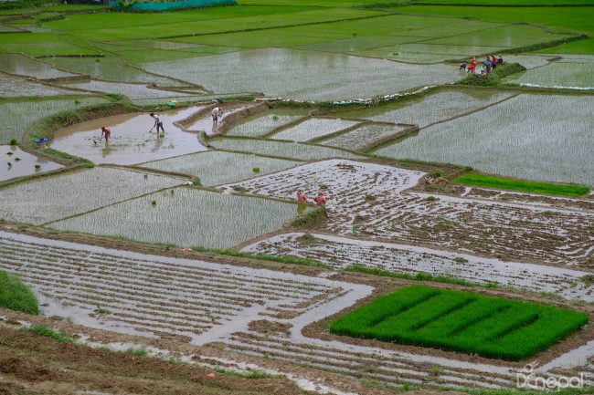 मधेस प्रदेशमा हालसम्म ३५ प्रतिशत धान रोपाइँ