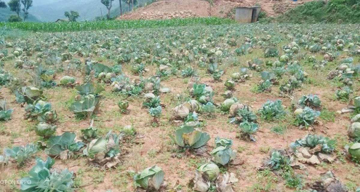 पुल नबन्दा बारीमै कुहियो तरकारी