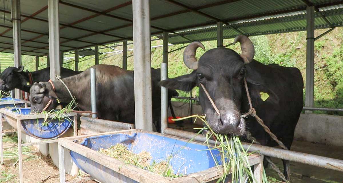भारतबाट मुर्रा भैँसी, अमेरिका र अष्ट्रेलियाबाट घाँस !