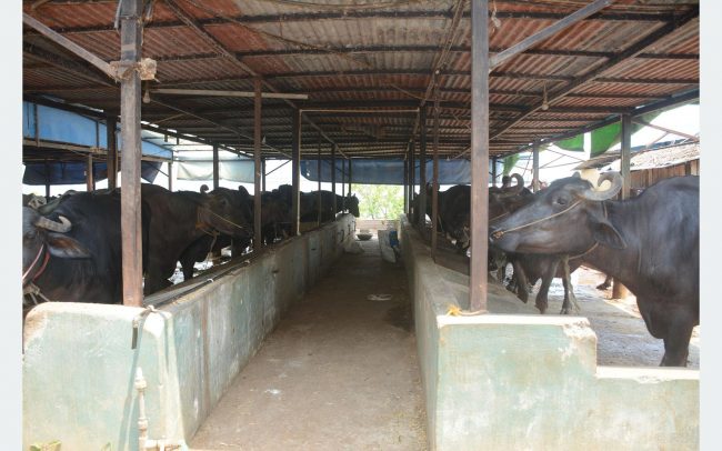 तनहुँका किसान पशुपालनमा आकर्षितः मासु,अण्डा र दूधमा आत्मनिर्भर