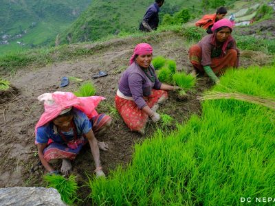 धान रोपाइँ : गत वर्षभन्दा झण्डै १३ प्रतिशतले कम