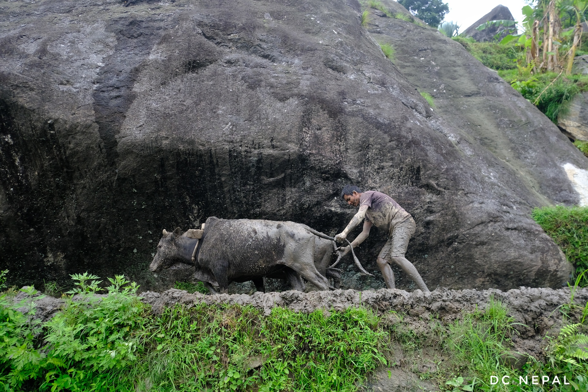 कालिकोटमा रोपाइँको चटारो (फोटोफिचर)