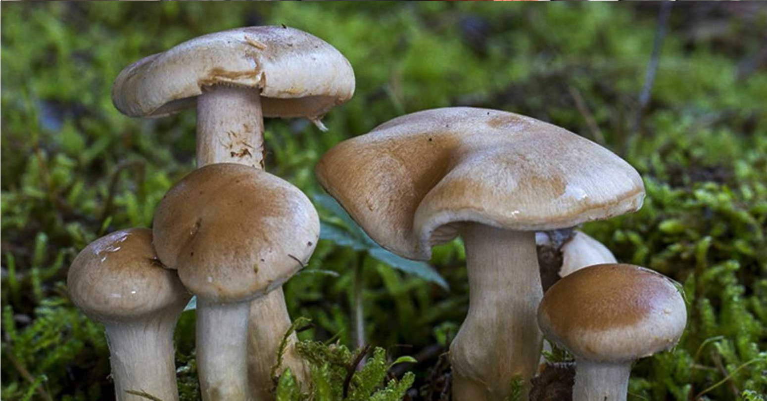 जंगली च्याउ खाँदा एकै परिवारका पाँच सिकिस्त