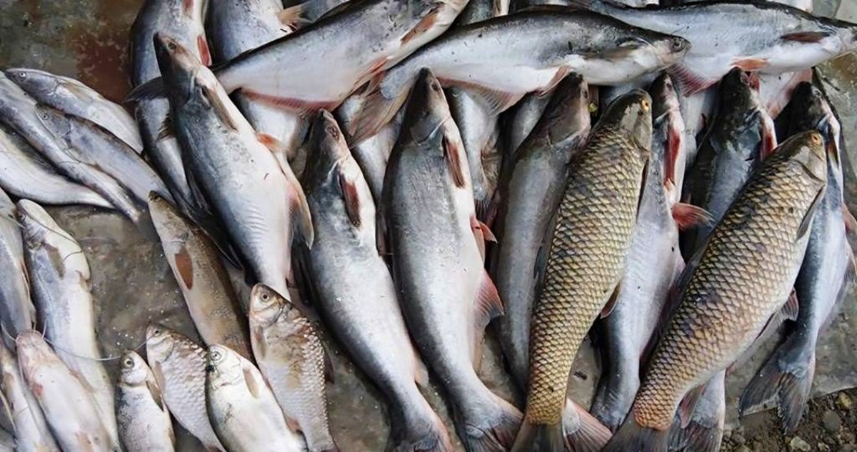 मत्स्य केन्द्र कुलेखानीद्वारा ६ लाख १७ हजारको माछा बिक्री