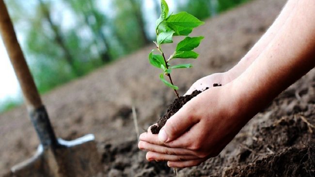 हरियाली प्रवर्द्धन कार्यक्रमअन्तर्गत महानगरपालिकाले रोप्दै बिरुवा