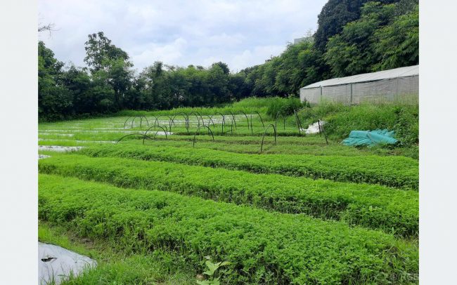 वैदेशिक रोजगारीलाई बिट मार्दै फूलखेती