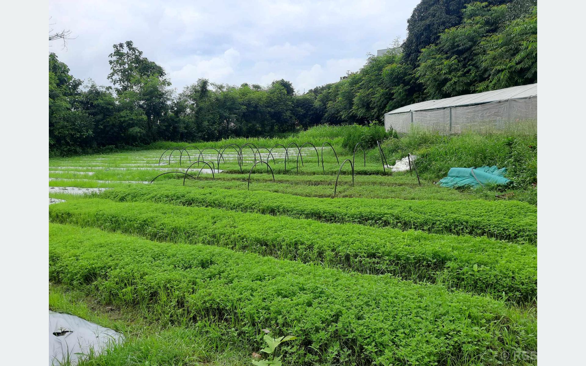 वैदेशिक रोजगारीलाई बिट मार्दै फूलखेती