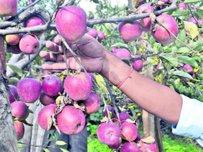 मुस्ताङको स्याउ सोचेजति बिक्री हुन कठिन