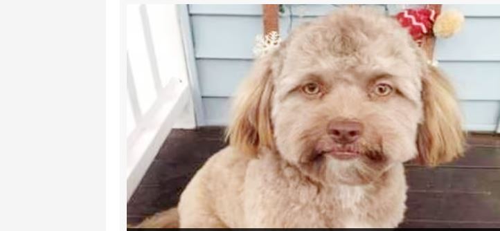 मान्छेसँग अनुहार मिल्ने कुकुरले इन्टरनेटमा मच्चायो तहल्का