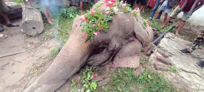 सेफ्टी ट्यांकीमा परेर जंगली हात्तीको मृत्यु