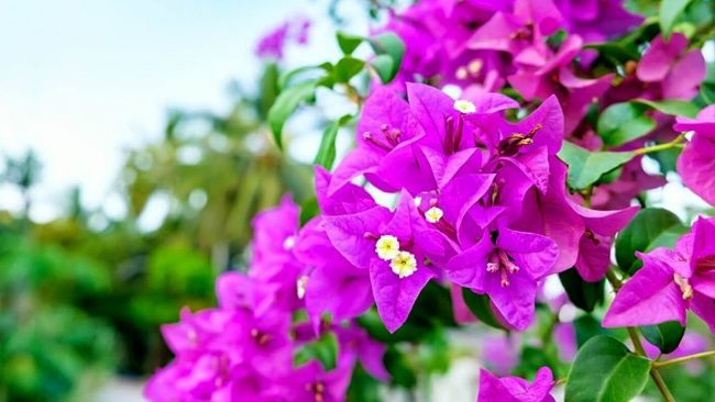 बोगनभिलियाले गर्छ मधुमेह नियन्त्रण, जान्नुहोस् अन्य फाइदाहरु