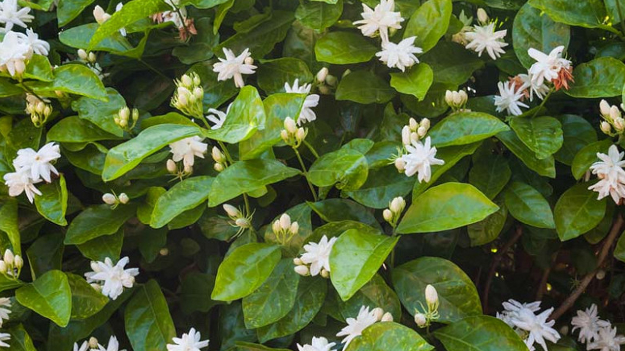 अनुहारमा प्राकृतिक चमक र ताजापन ल्याउन यसरी प्रयोग गर्नुहोस् ‘चमेलीको फूल’