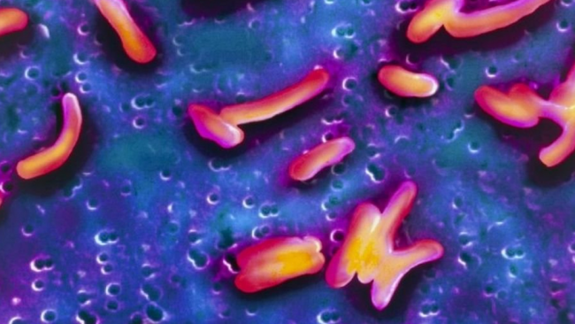 काठमाडौँमा तीन जनामा हैजा पुष्टि