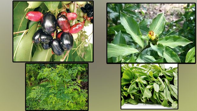 यी ४ पातमा डायबिटीजका बिरामीका लागि हुन्छ उपयोगी, यसरी गर्नुहोस् सेवन