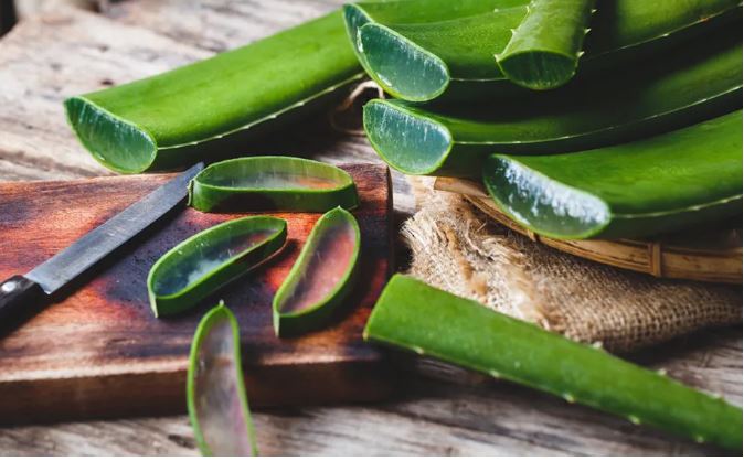 औषधीय गुणले भरिपूर्ण एलोभेरा जुस, डेंगुबाट बचाउन प्रभावकारी