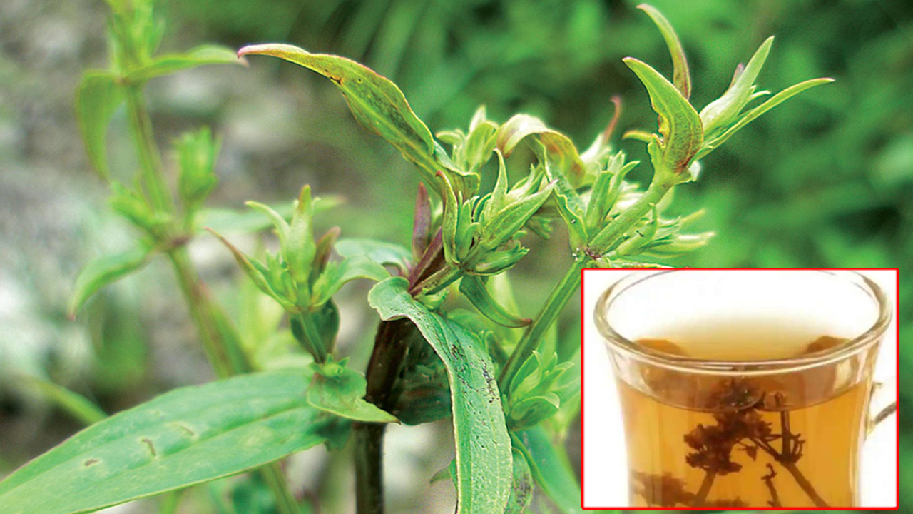 मधुमेह देखि फ्याटी कलेजोसम्मका पिउनुहोस् चिराइतो पानी