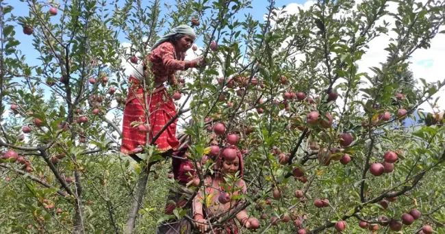 मुस्ताङमा स्याउ टिप्न सुरु