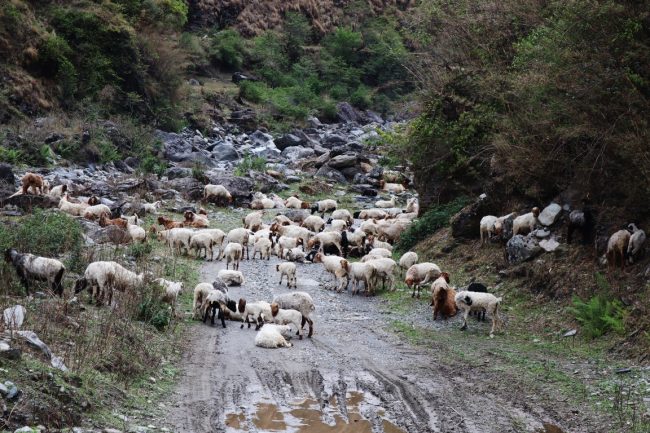 हुम्लामा पहिरोसहितको बाढीमा परी ५० भेडा मरे, १५ लाखको क्षति