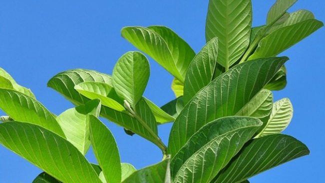 मधुमेह रोगीले अम्बाको पातको चिया यसरी गर्नुहोस् सेवन