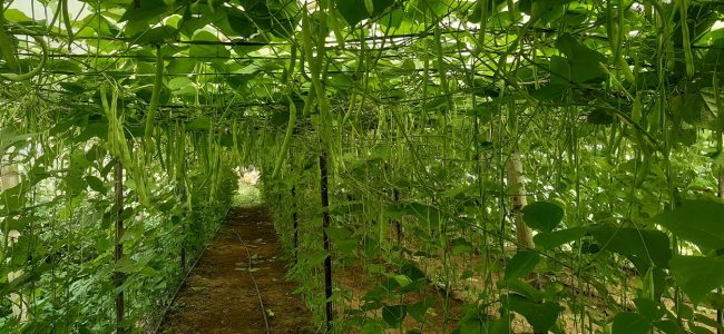 सिद्धार्थ राजमार्ग तरकारी पकेट क्षेत्र तथा संकलन केन्द्रमा जोडिँदै कृषक