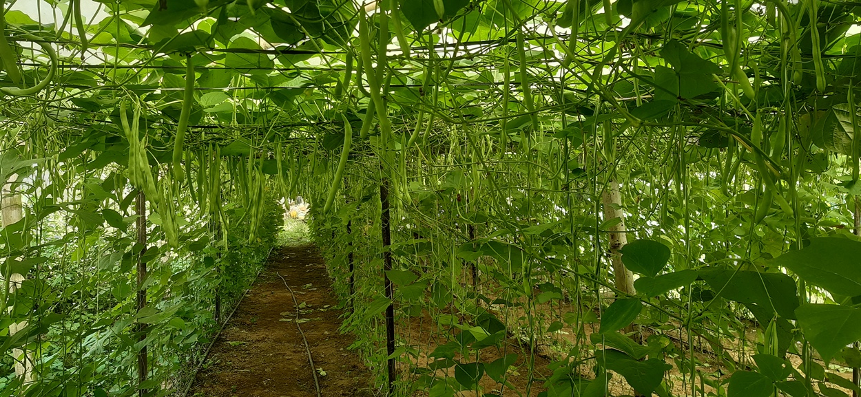 सिद्धार्थ राजमार्ग तरकारी पकेट क्षेत्र तथा संकलन केन्द्रमा जोडिँदै कृषक