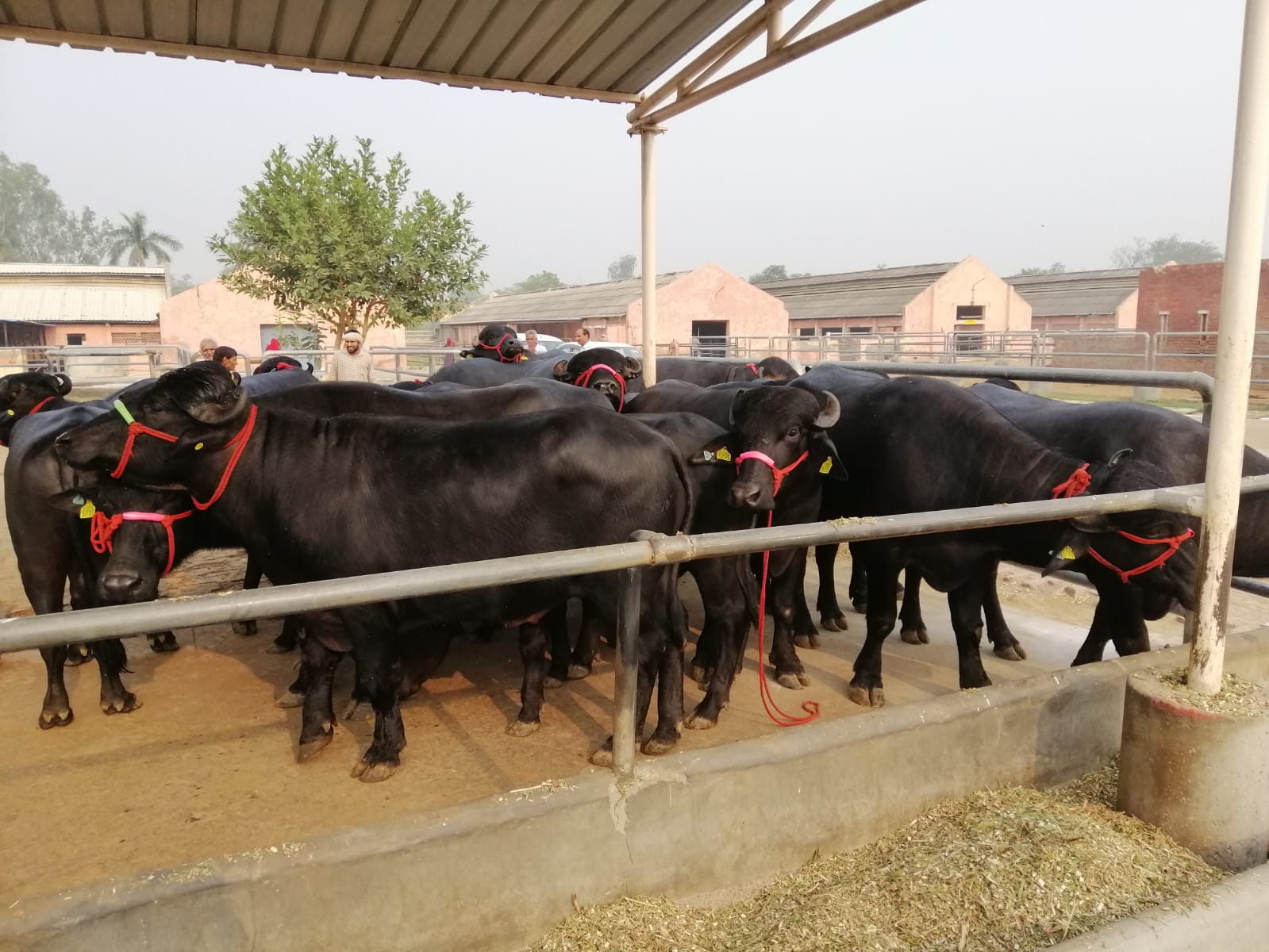 भारतले दिएको उच्च प्रजनन क्षमताका मुर्रा राँगा नेपाल भित्रिए