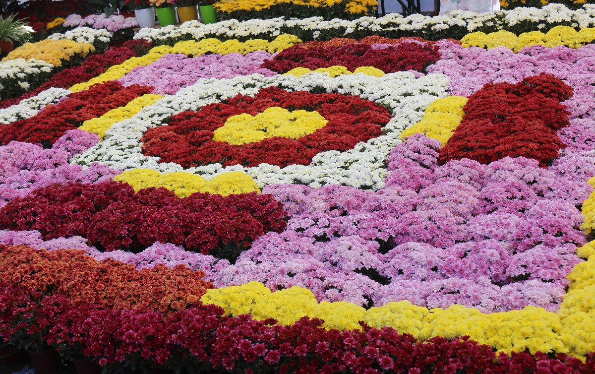 पोखराको पुष्प मेलामा आकर्षण