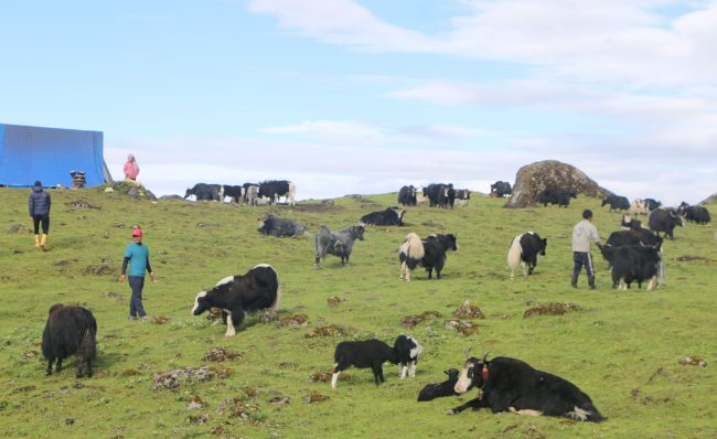 मुस्ताङका किसानलाई याक वितरण