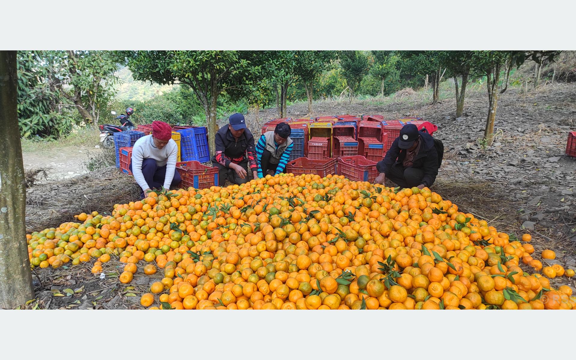 बिक्रीमा एकरुपता ल्याउन सुन्तलाको मूल्य निर्धारण, प्रतिकिलो न्यूनतम ८० रुपैयाँ कायम