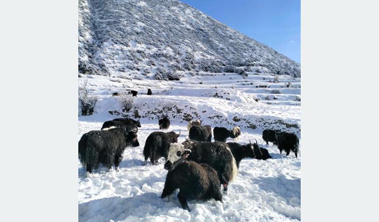 मनाङको तापक्रम माइनस १६, स्थानीय बेँसी झर्न थाले