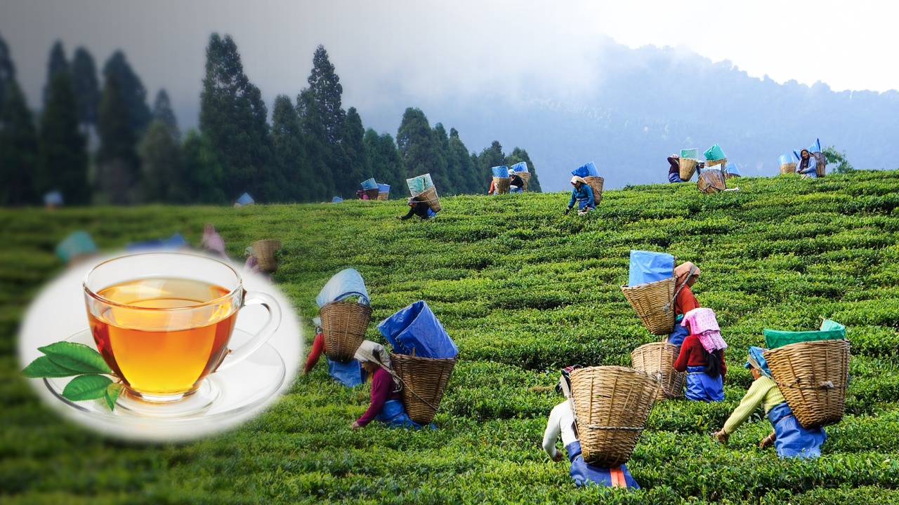 अर्बौं विदेशी मुद्रा भित्र्याउने चिया व्यवसाय संकटमा