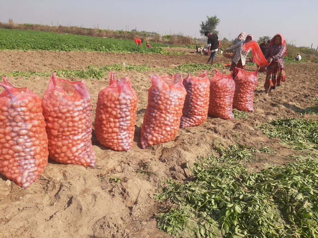 मेची बगरमा युवाले फलाए ८६ लाखको आलु