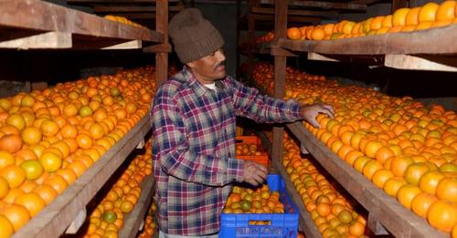 बेमौसममा बिक्री गर्न चिस्यान गृहमा सुन्तला भण्डारण