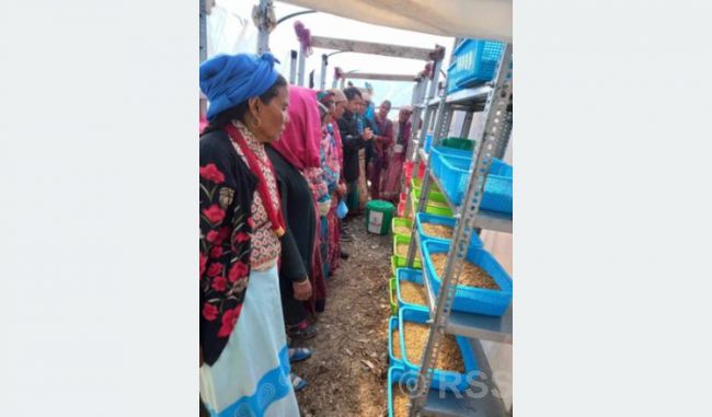 जुम्लामा हाइड्रोपोनिक चारा उत्पादन परीक्षण प्रविधि सुरु