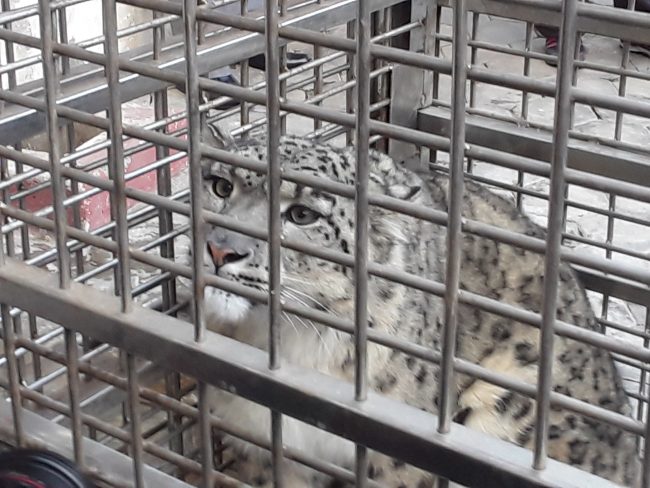 उद्धार गरेर ल्याइएको हिउँ चितुवा सार्वजनिक