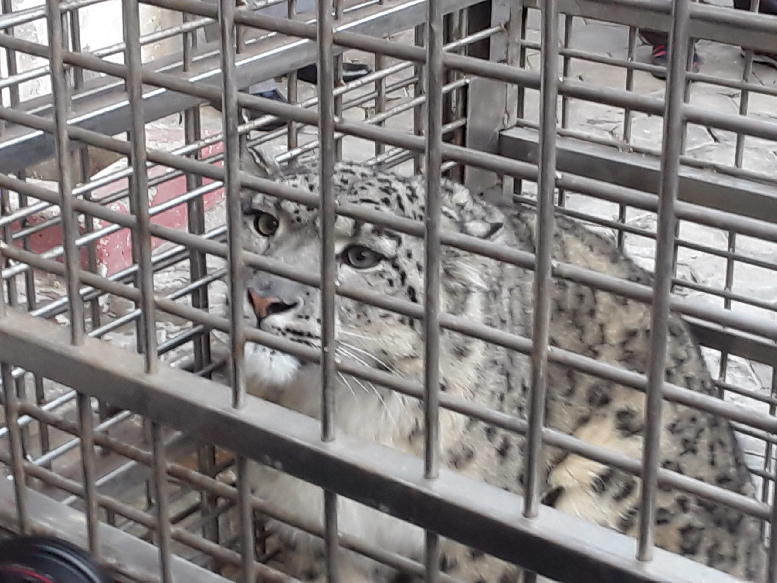 उद्धार गरेर ल्याइएको हिउँ चितुवा सार्वजनिक