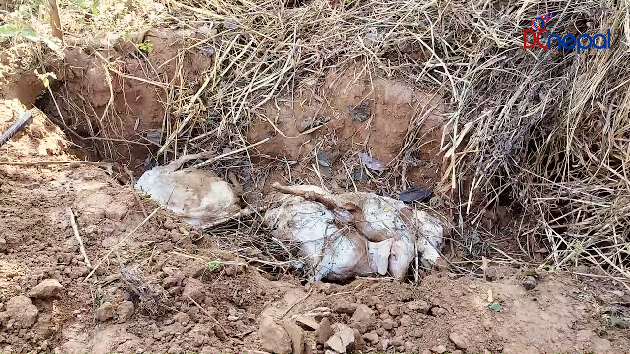 अज्ञात रोगका कारण उदयपुरमा १८ माउबाख्रा मरे