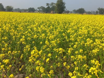 चितवनमा तेरीको उत्पादन घट्यो