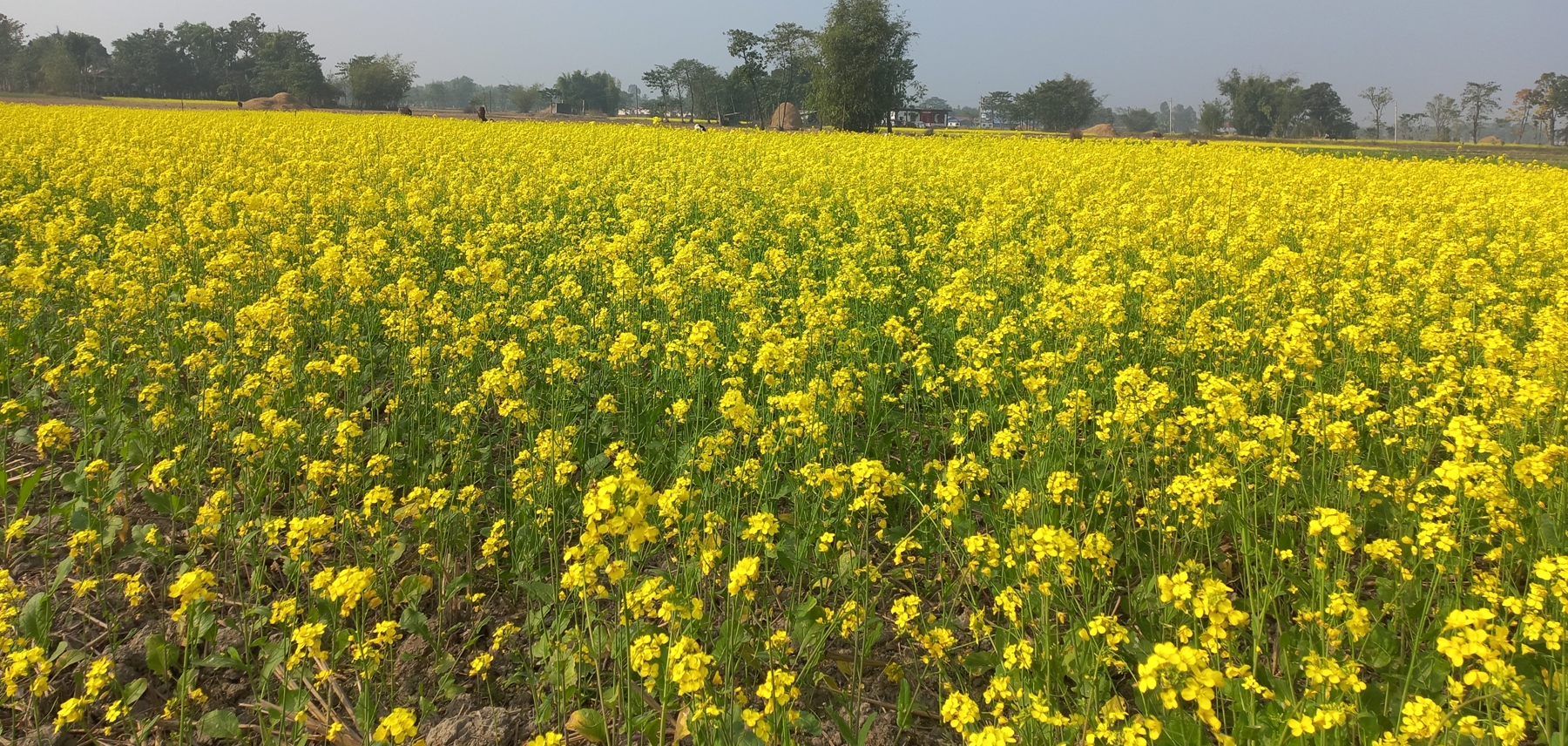 एउटै पालिकामा २५ सय बिघामा तोरी खेती