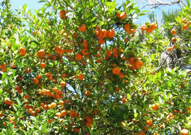 लमजुङमा सुन्तला उत्पादनमा ह्रास