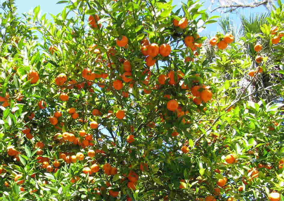 लमजुङमा सुन्तला उत्पादनमा ह्रास