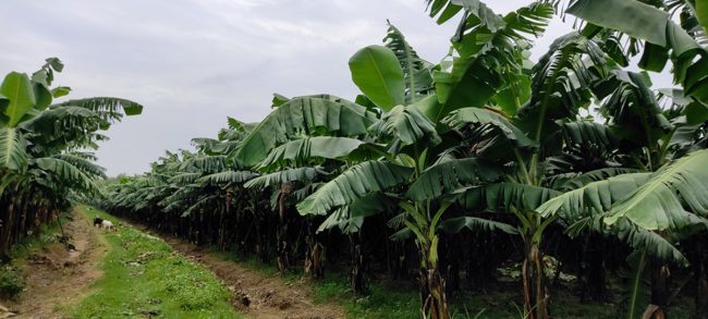 केराखेतीमा ‘टिआर फोर’को सङ्क्रमण