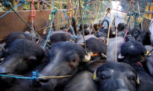 ढुवानीमा राँगाभैँसीलाई असह्य पीडा, कानुन कार्यान्वयनमा सरकार नै उदासिन