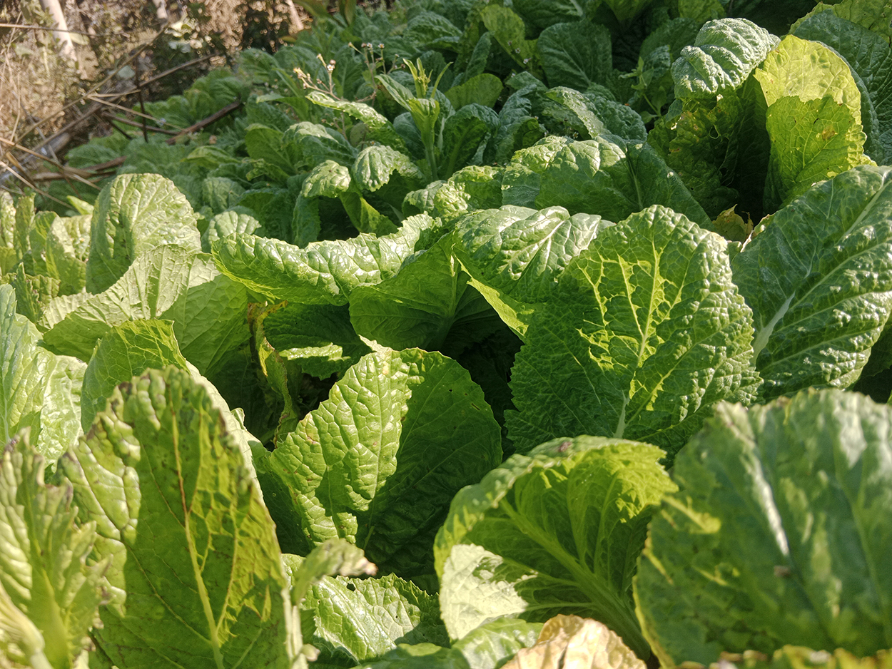 गुन्द्रुकको ‘ब्रान्डिङ’ : बिक्री गर्ने जिम्मा गाउँपालिकाको