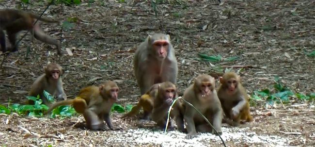 बाँदर नियन्त्रण गर्ने अवैज्ञानिक विधि, रुख काटेर पर्यावरणीय समस्या निम्त्याउँदै जनप्रतिनिधि