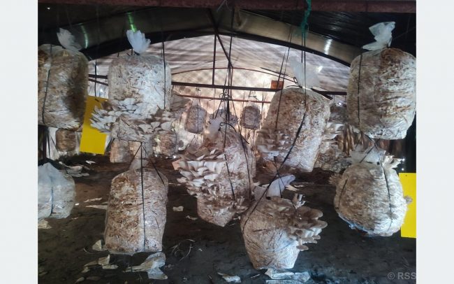विद्यार्थीले उत्पादन गरेको च्याउ बजारमा