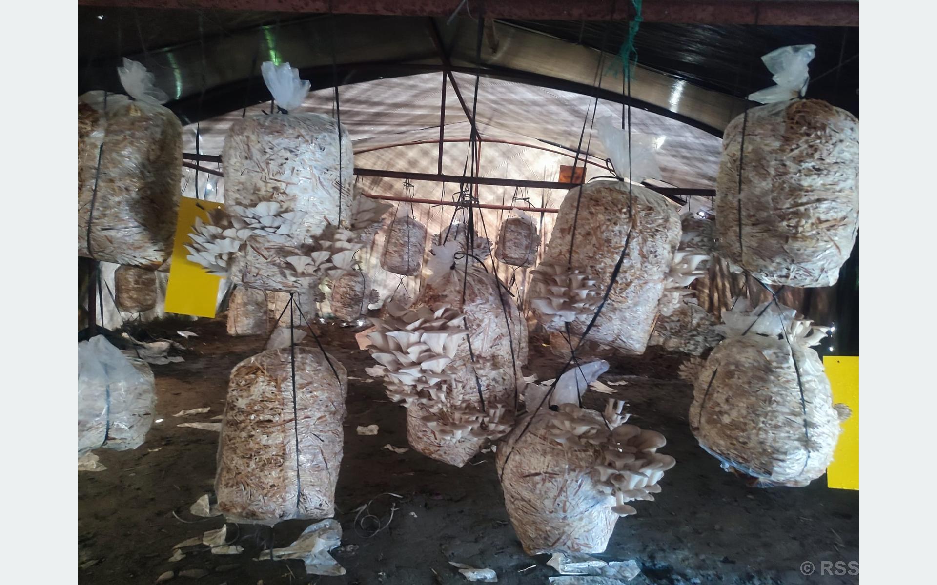 विद्यार्थीले उत्पादन गरेको च्याउ बजारमा