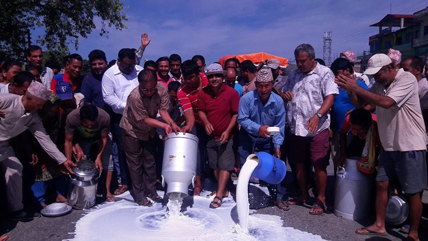 चितवनका किसान सडकमा दुध पोखेर आन्दोलनमा