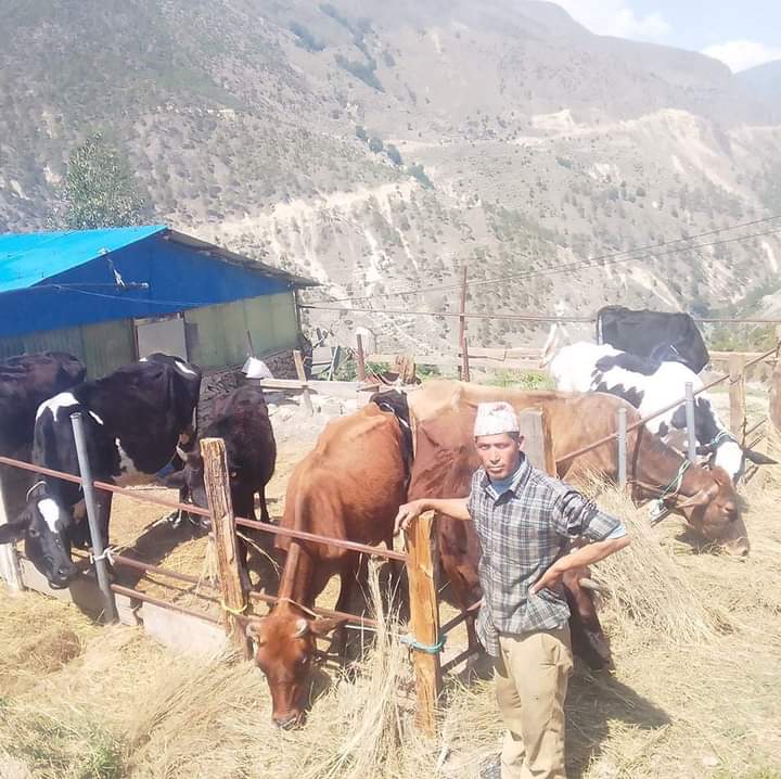 मुगुबासी गाईपालनमा आकर्षित, दूध बेचेरै मासिक ६० हजार रुपैयाँसम्म आम्दानी 